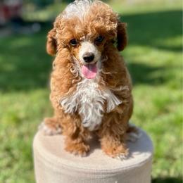 Topaz - Red  male Poodle puppy in Ardmore, Oklahoma from The Poodles of Green Acres