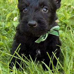 Flynn - Black male Scottish Terrier puppy in Mount Joy, Pennsylvania from K&M Kennel