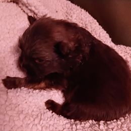 Cherokee pup 2 - Chocolate male Pomeranian puppy in Carrollton, Georgia from B AND R'S POMERANIAN'S