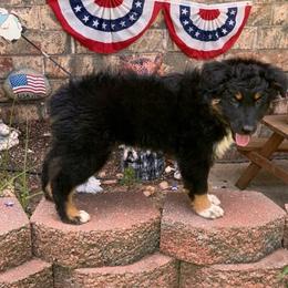 Glory - Black tri-color female Australian Shepherd puppy in Harrah, Oklahoma from Kamm's Aussies