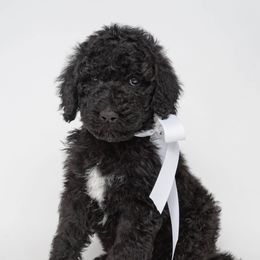 Poodle Puppies from DoodleHaven