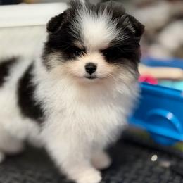Bolt - Black and tan parti male Pomeranian puppy in Snohomish County, Washington from Heartlove Poms
