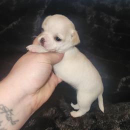 Quinn - Cream and white female Chihuahua puppy in Ashtabula, Ohio from Paw's & Awe's Chihuahuas