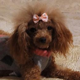 Mercedes - Poodle
