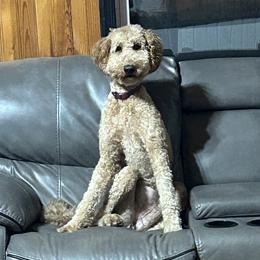 Ember - Labradoodle