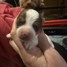 Uno - Chocolate and tan male Yorkshire Terrier puppy in Florence, Kentucky from 4paws4ever by Design