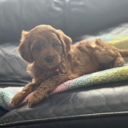 Jingles - Apricot female Cavapoo puppy in Gainesville, Florida from Alyssa Xxweetdoodles