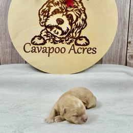 Coco - Apricot male Cavapoo puppy in Lancaster, Missouri from Cavapoo Acres