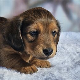 Andy - Red male Dachshund puppy in Ben Wheeler, Texas from Anytime Dachshunds by D.B.