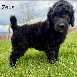 Zeus's - Black male Poodle puppy in Greenwich, New York from MizzElle’s Standard Poodles