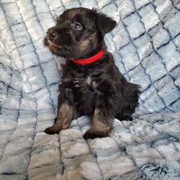 Miniature Schnauzer Puppies from Gerhauzer's Schnauzers