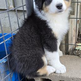 Quarry (Carrie) - Black tri-color female Australian Shepherd puppy in Clinton, Missouri from Rocky Top Hearts