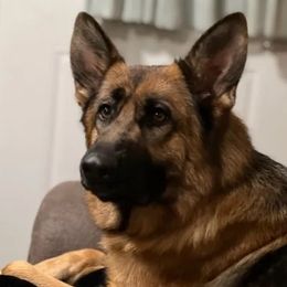 Lilly - German Shepherd