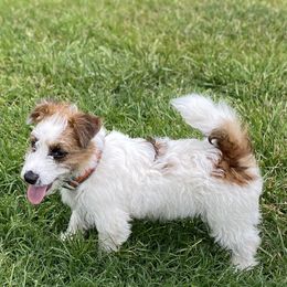 Josey - Russell Terrier