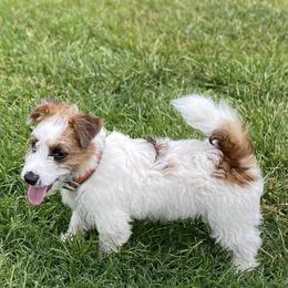 Josey - Russell Terrier