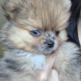 Coco - Chocolate merle female Pomeranian puppy in Billings, Montana from Magic City Poms