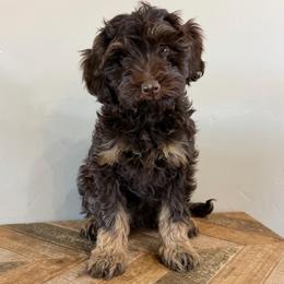 Kona - Phantom male Goldendoodle puppy in Horseshoe Bend, Idaho from Over the Moon Poodles and Doodles