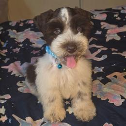 Titan - Parti male Miniature Schnauzer puppy in Bloomington, California from Michael's Minis