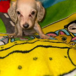 Casper - Cream male Dachshund puppy in Fishers, Indiana from The long dogs of indiana