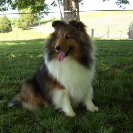 Trina - Shetland Sheepdog