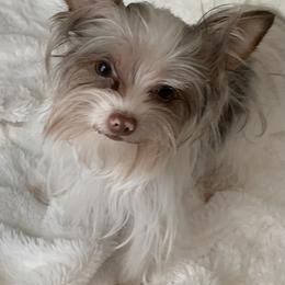 Belle - Chocolate, tan and white female Yorkshire Terrier puppy in Labelle, Florida from Chocolate and Parti Yorkies in Florida