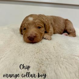 Chip - Apricot male Goldendoodle puppy in Taylorsville, North Carolina from Doggone Dixie Doodles