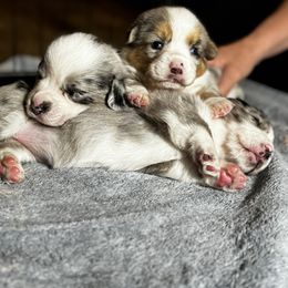 Cardigan Welsh Corgi Puppies from LoneStar Cardigan Welsh Corgis