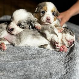 Cardigan Welsh Corgi Puppies from LoneStar Cardigan Welsh Corgis