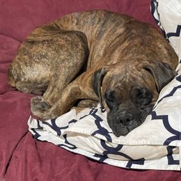 Daisy - Boxer