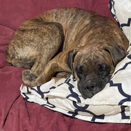 Daisy - Boxer