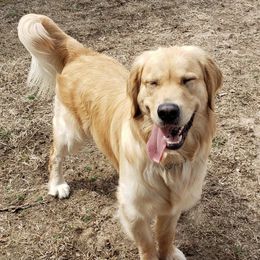 Golden Retrievers from Robertson Retrievers