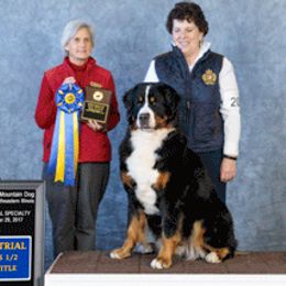 Bernese Mountain Dogs from Tollhaus