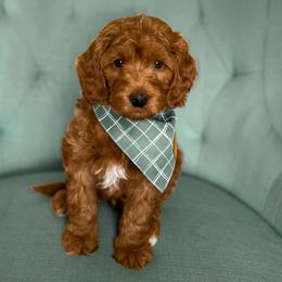 Dublin - Red  Goldendoodle puppy in Chattanooga, Tennessee from Ruby's Kit & Ka'Doodles