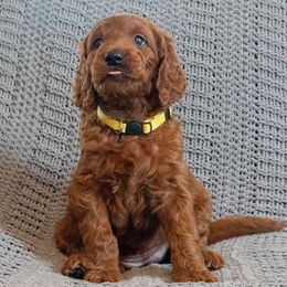 Yellow Girl - Goldendoodle puppy from Botcherby Doodles