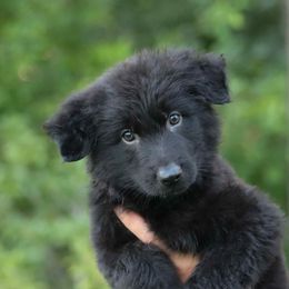 Green - Black male German Shepherd puppy in Oswego, New York from Vom Wolfgang Roma Kennels