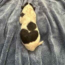 Boy 1 - White black and tan male Wire Fox Terrier puppy in Knoxville, Tennessee from Wire Hairs of Knoxville