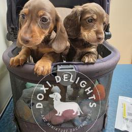 Dachshund Puppies from Doxi Delights AKC Miniature Dachshunds