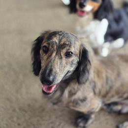 Koda - Dachshund