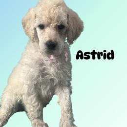 Astrid - Cream female Poodle puppy in Baltimore, Maryland from Steinrock’s Standards