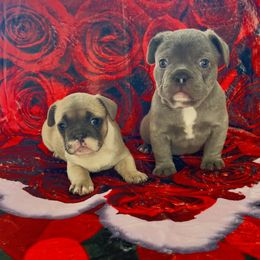 French Bulldog Puppies from Furchildbreeds