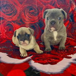 French Bulldog Puppies from Furchildbreeds