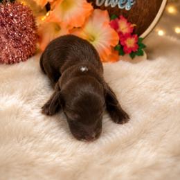 Speckles - Chocolate male Dachshund puppy in Pleasant Plains, Arkansas from JGBs Silver Spur Dachshunds