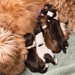 Pippin - Sable and white female Shih Tzu puppy in Cordova, Maryland from Harlequins Shih Tzu