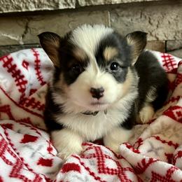 Pembroke Welsh Corgi Puppies from Nunas Corgis