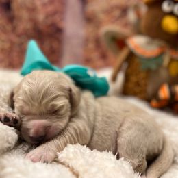 Donner - Cream male Goldendoodle puppy in The Woodlands, Texas from Gracie's Goldendoodles and Bernedoodles