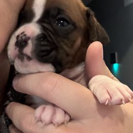 Male 3 - Fawn male Boxer puppy in Charleston, Arkansas from Guardian Kennels