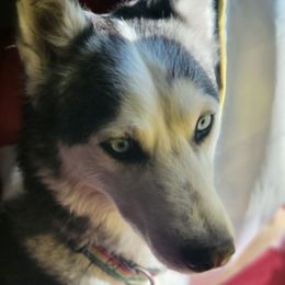 Siberian Huskies from Owen's Huskies