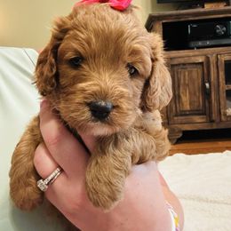 Bee - Red female Cavapoo puppy in Nixa, Missouri from Davis Family Doodles