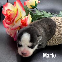 Mario - Wolf sable male Pomsky puppy in Venus, Pennsylvania from Hemlock Pines Pomsky