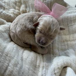 Maltipoo Puppies from Dream Puppies PNW
